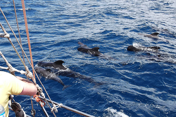 Whales and dolphins watching in Tenerife