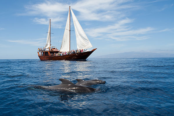 Avistamiento de ballenas y delfines - Tenerife